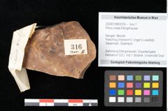 Foto (Objekt + Etikett) von Pinus ciliata Ettingshausen (NHMW-GEO-2024-0188-0316)